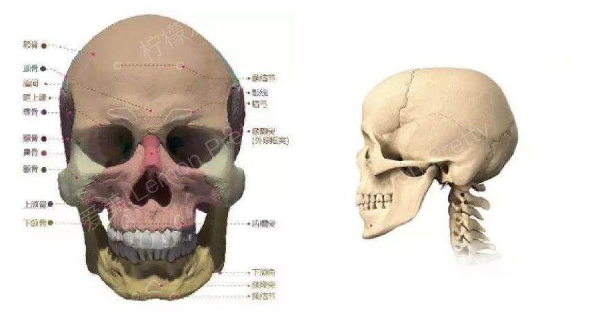 审美|骨骼之额头美学表现点分析