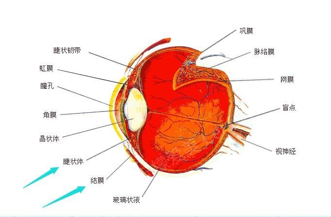 一般在给黑眼球边上,角巩膜边缘充血,颜色较深,呈毛刷状.