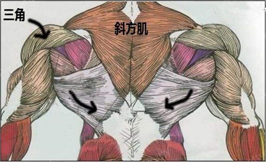 微整界的背影杀手---让你不再"虎背熊腰"