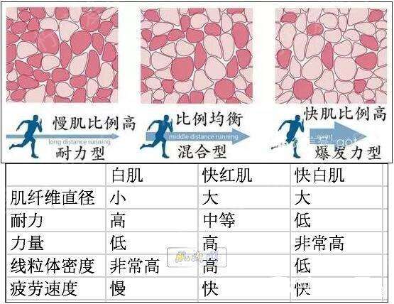 "肌肉型胖纸"转型"线条肌肉男"独家分享成功经验 值得学习!