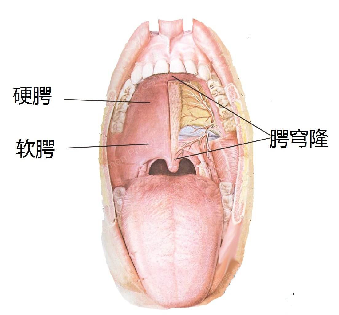 口腔前庭 位置图图片