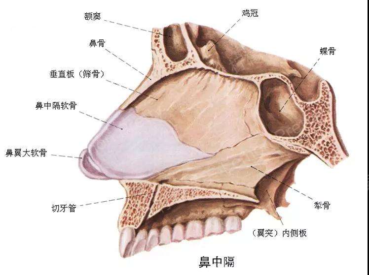 隆鼻后会影响嗅觉?