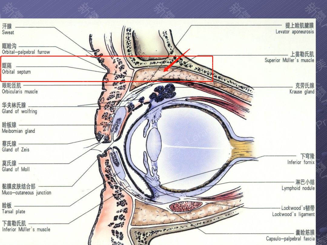 眶隔膜图片